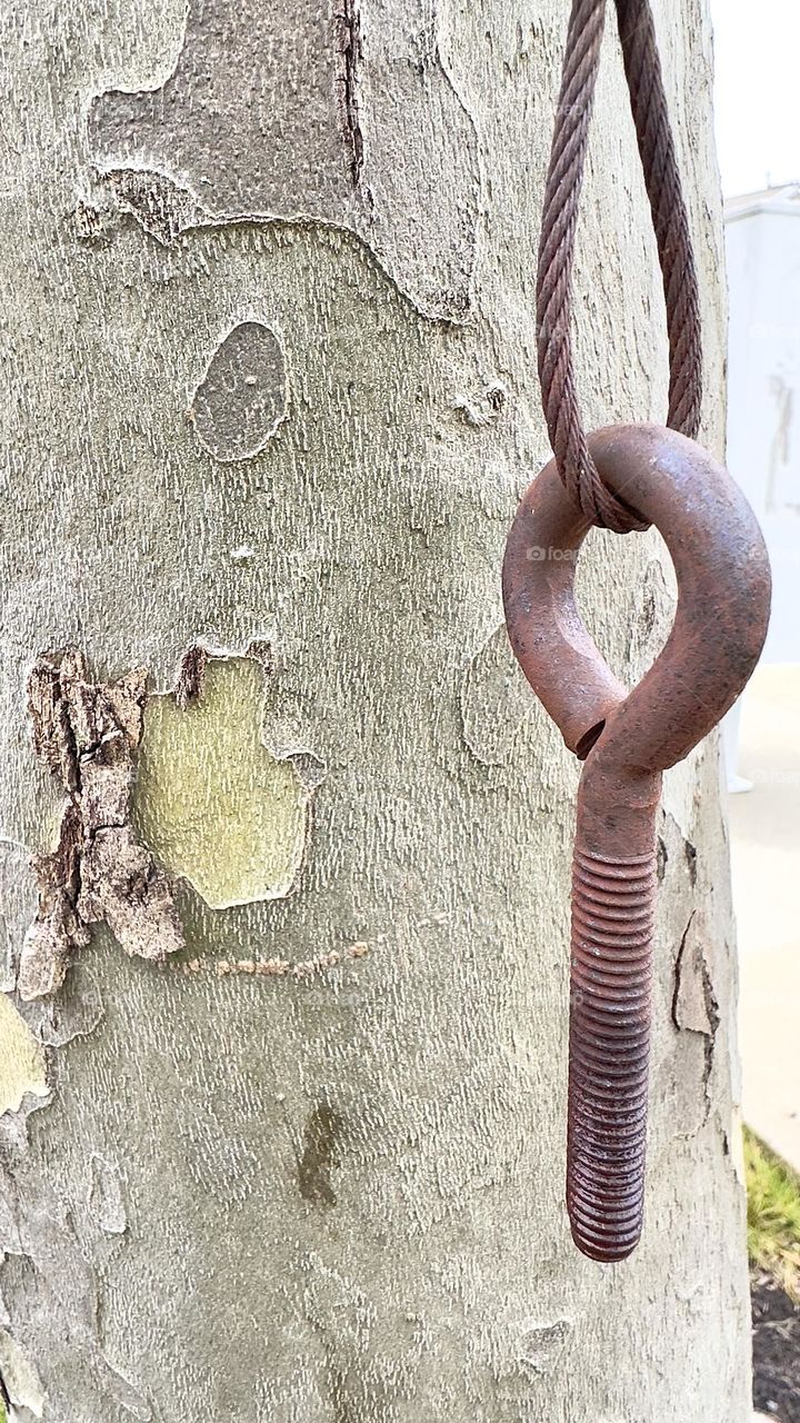 Metal screw hanging on tree branch.