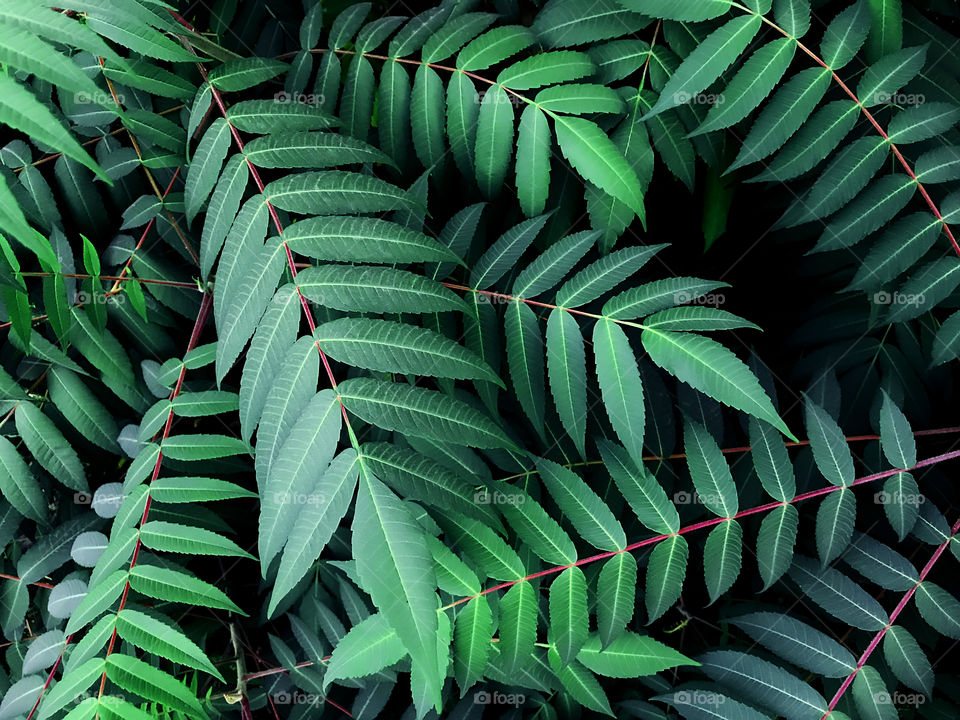 Natural background made of green tropical leaves 