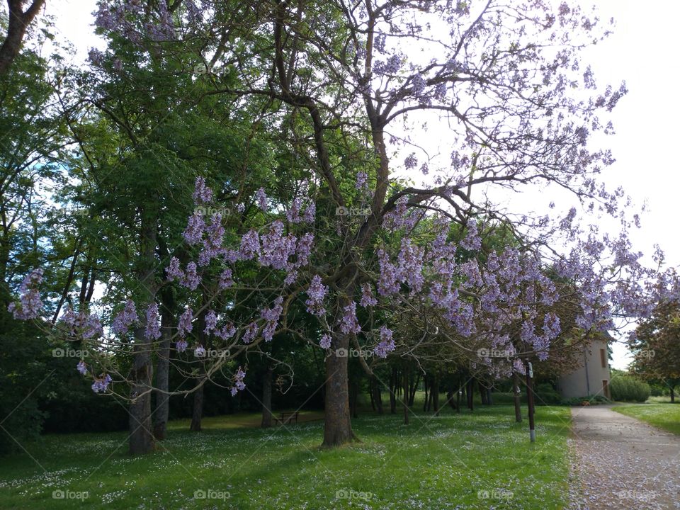 Springtime - France - Glorious Mother Nature