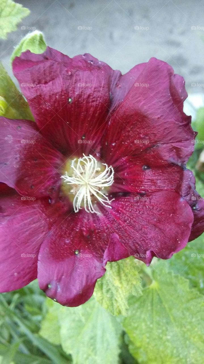 Maroon in Bloom