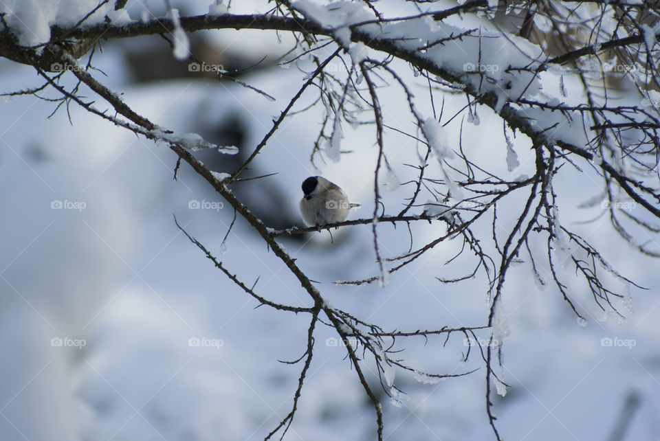 bird on a tree branch