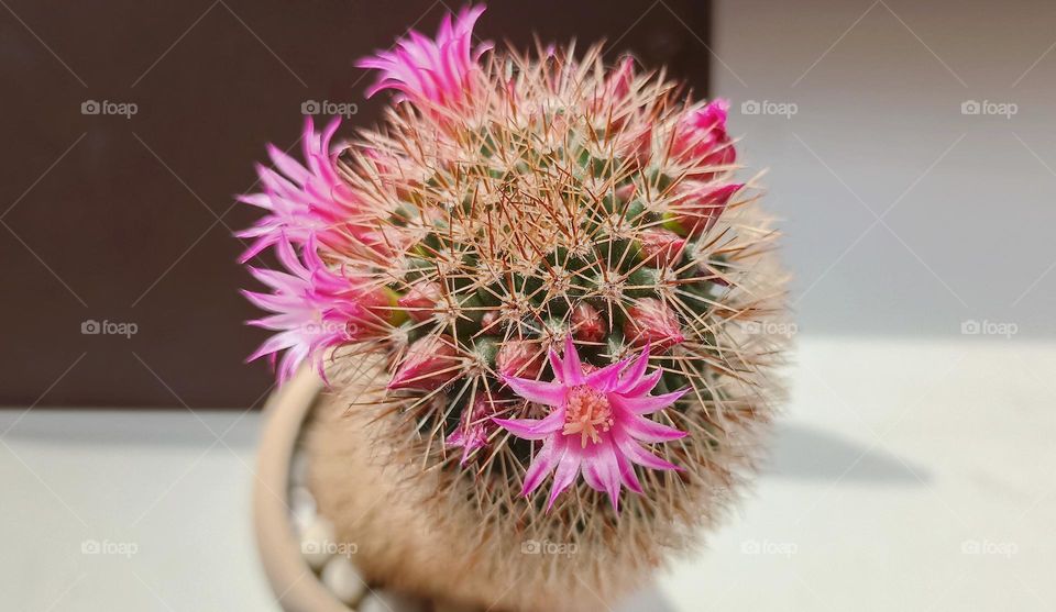 сactus spring blooming house plant