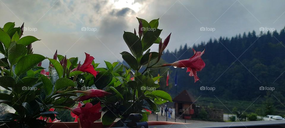 Flowering in the mountains