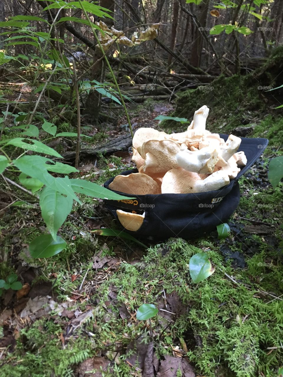 In a forest, mushrooms picking in a baseball cap