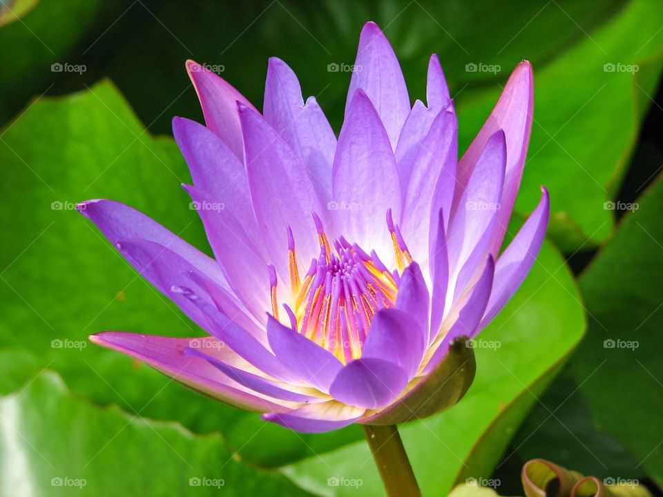 water lily