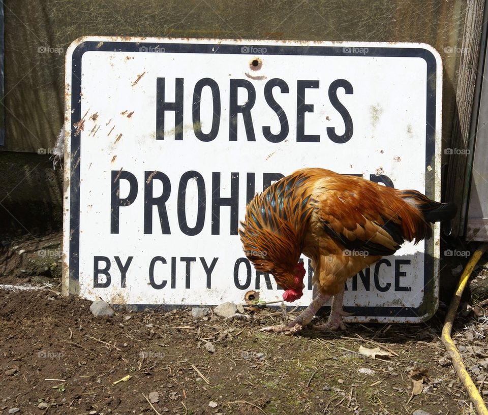Chicken and sign