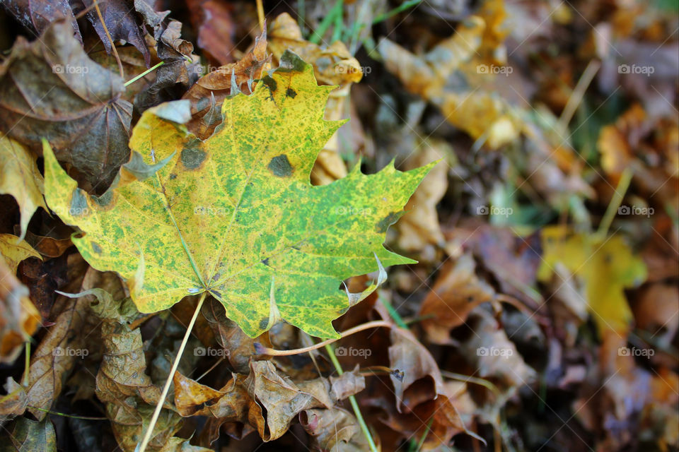 nature leaves forest leaf by twilite