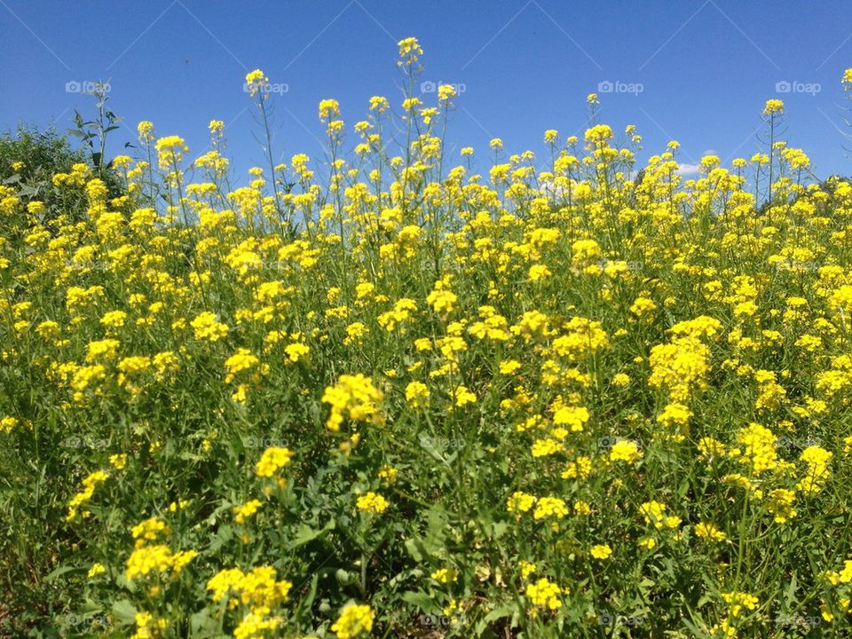 flower canola by redrock