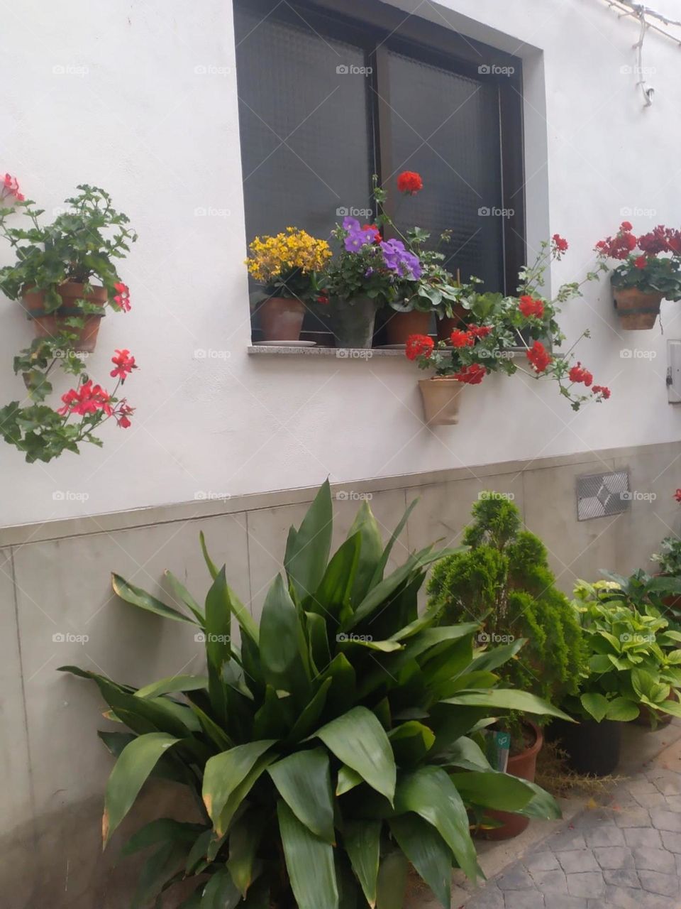 urban plants Windows 2