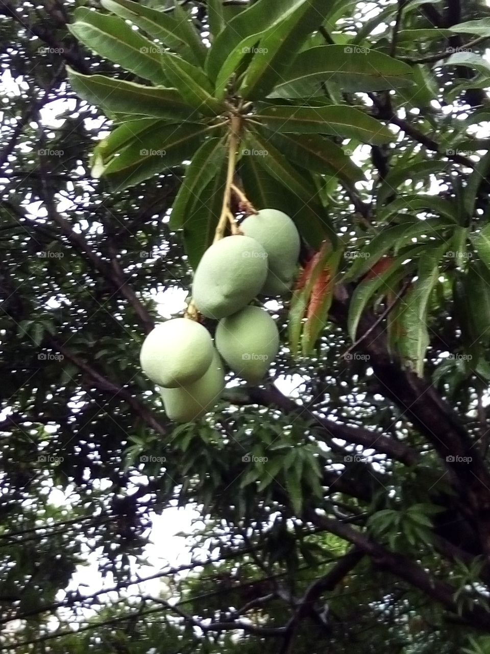 Fresh Green Mangoes pic pic