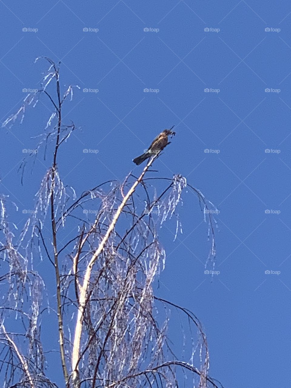 Bird in a tree in my backyard 