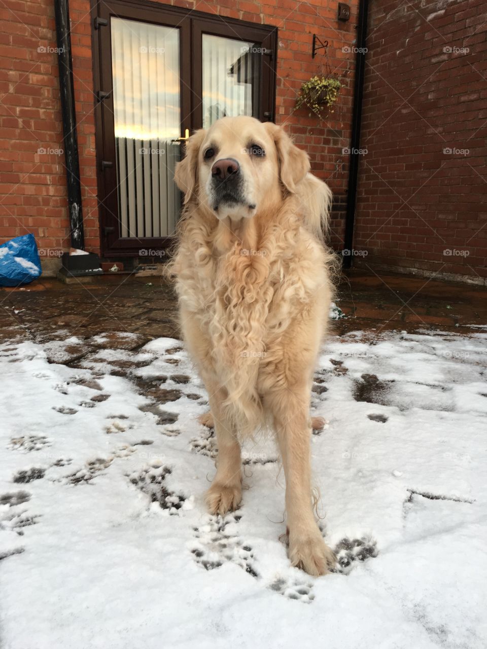 Dog, Canine, Pet, Mammal, Animal