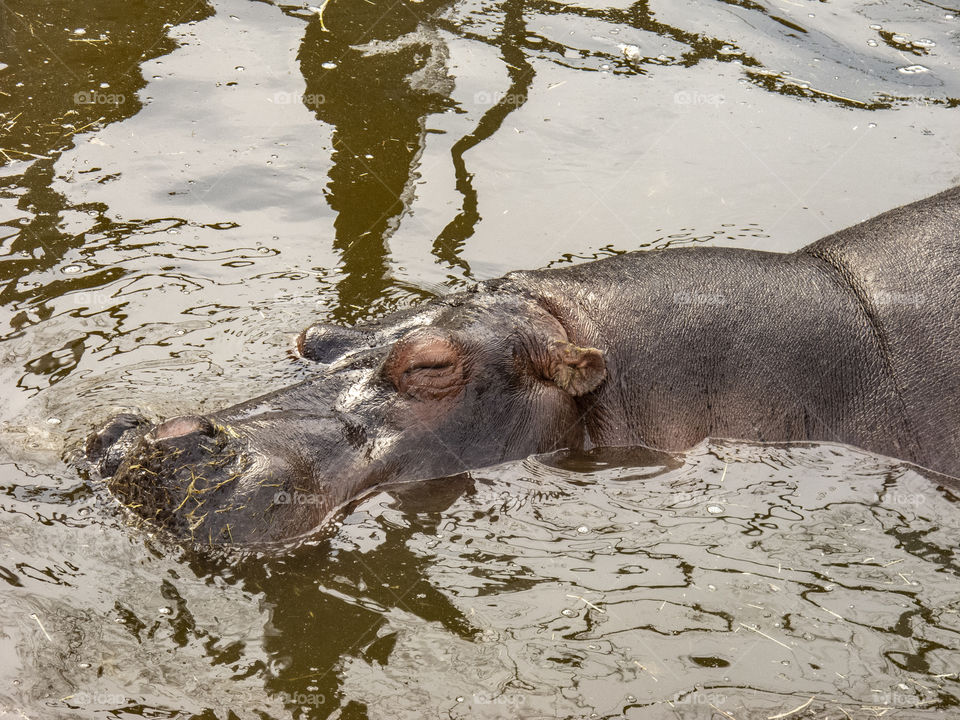 Closeup on hippopotamus 