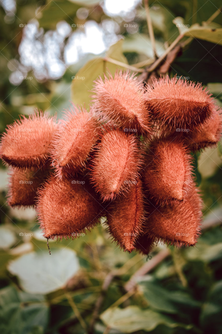 Urucu, or annatto, is the fruit of the annatto or urucueiro, grove of the family of bixáceas, native in tropical America, which reaches a height of up to six meters.  It has large light green leaves and pink flowers with many stamens.