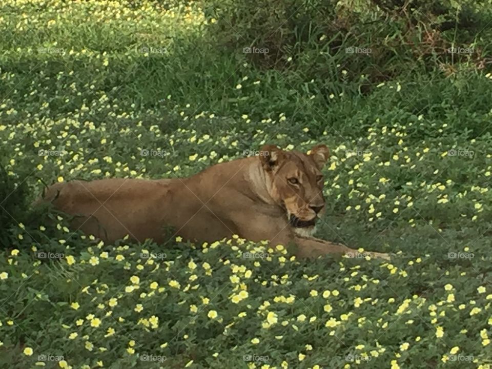 Lioness in the flowers