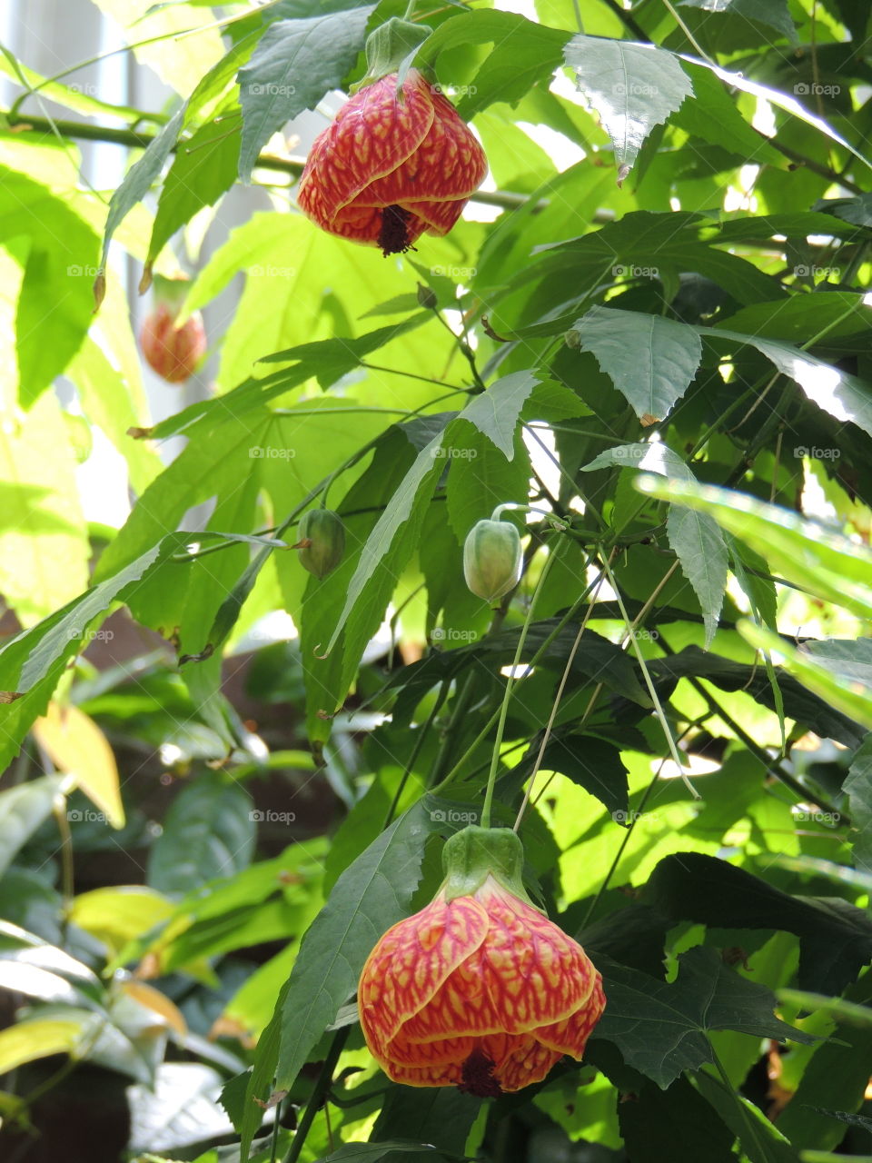 Flowering Maple 'Biltmore Ballgown'