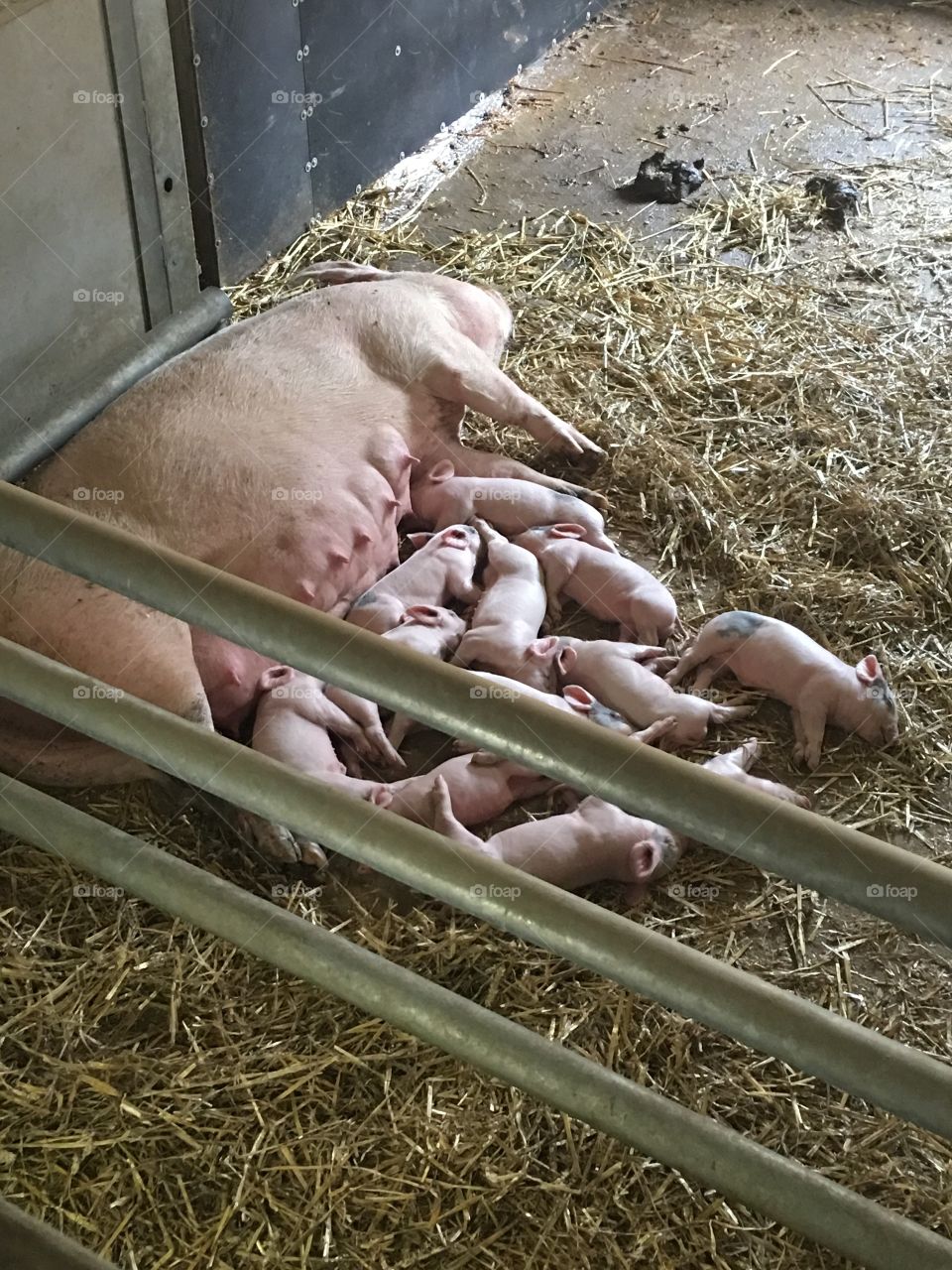 new born piglets