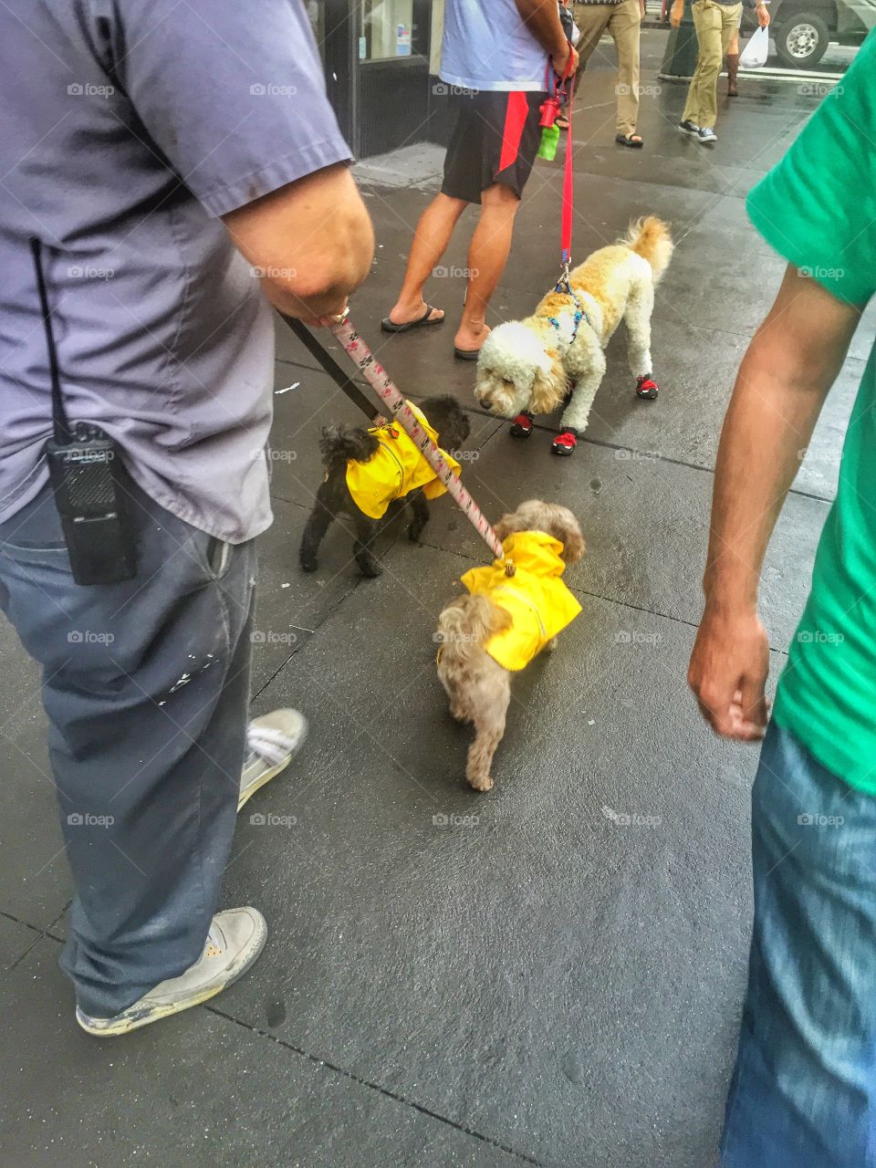 Rainy day. Some dogs enjoying the rain