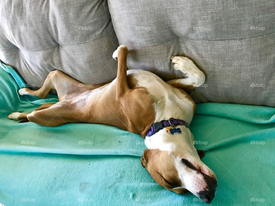 Stretching Dog