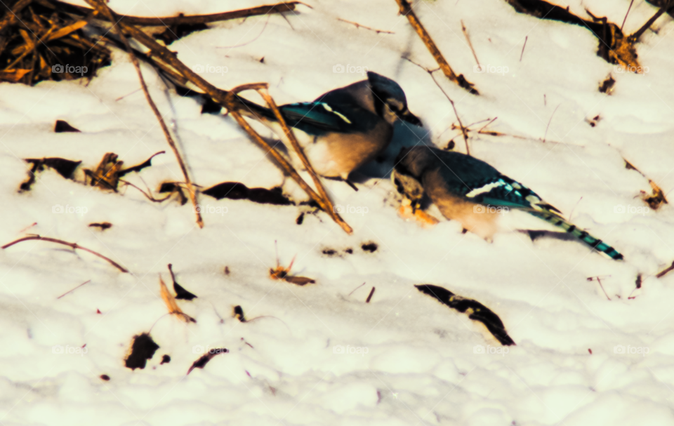 Blue Jays in Snow