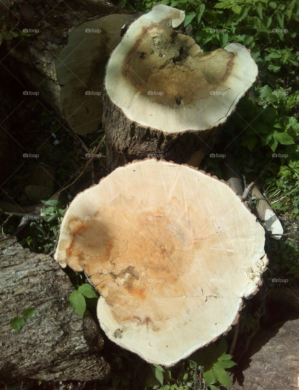 Fungus, Mushroom, Wood, Nature, No Person