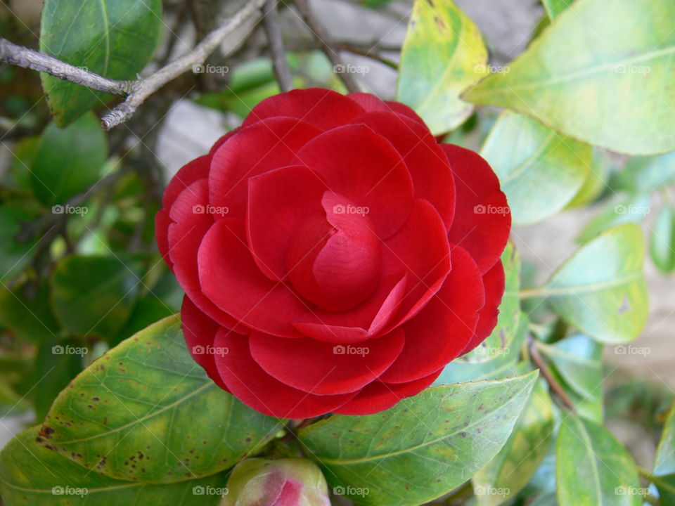 a closeup pic of a colorful red japan camellia flower in a garden in springtime