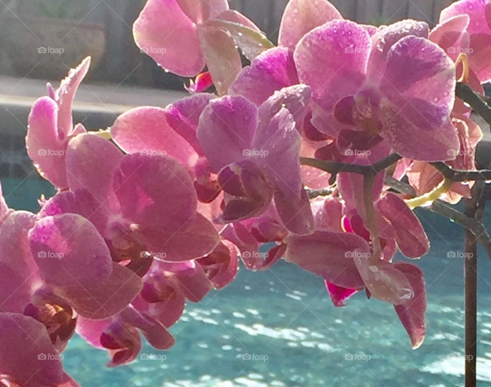 Orchids. Pool. Summer. Relaxation. Pink. Blossoms. Water. Blue. Bright. Happiness 