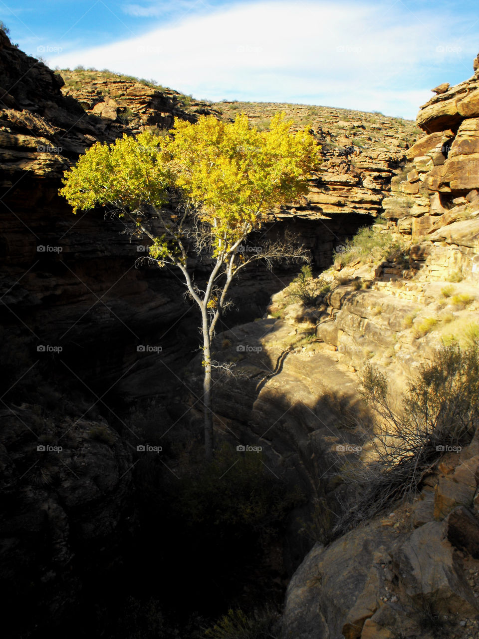 Beautiful tree with yellow fall foliage towering up from the dark depths of the Grand Canyon 