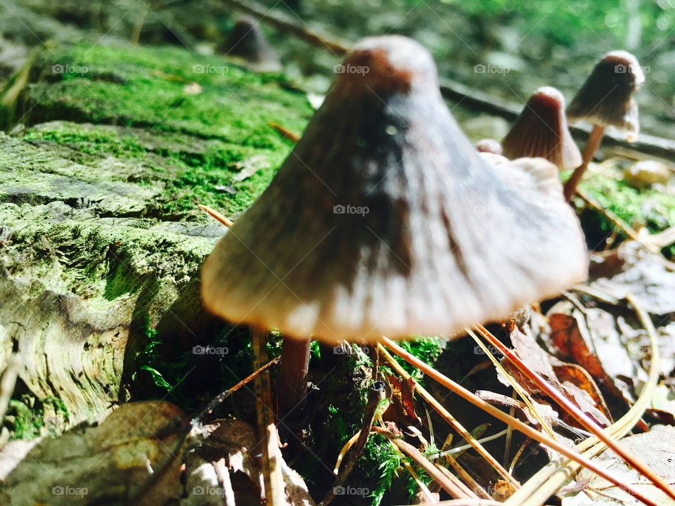 Mushroom woods
