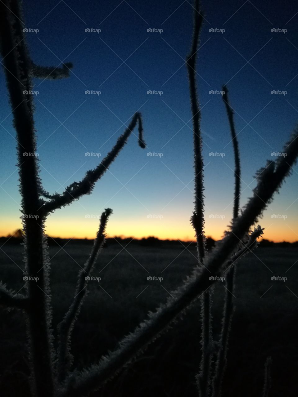 Frost covered branches