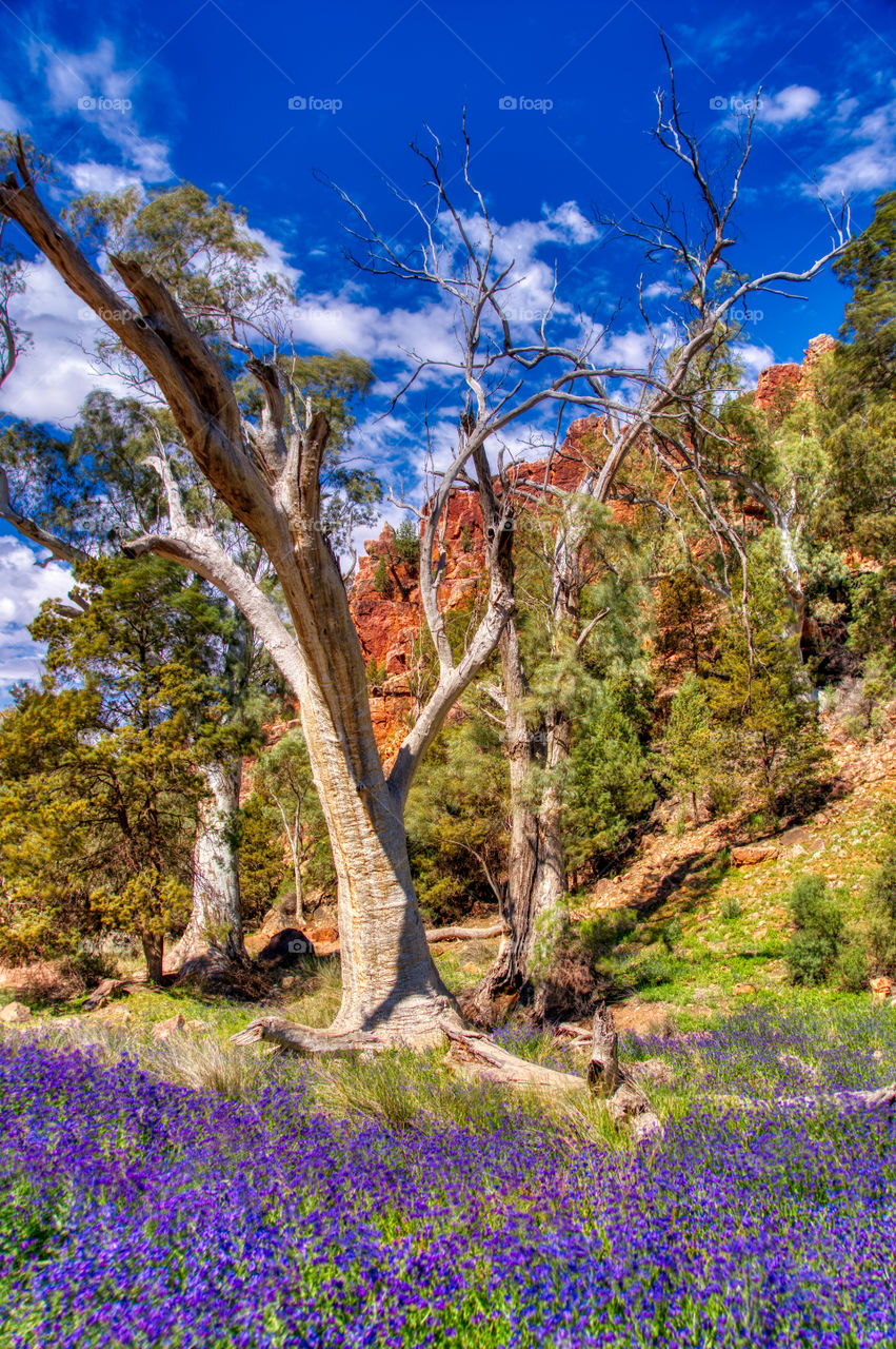 Warren Gorge