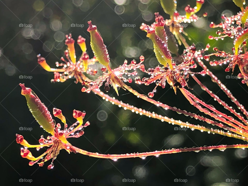 Plant looks mysterious in the morning light