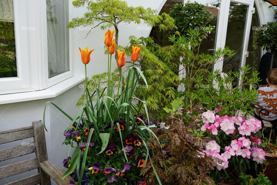 Beautiful tub of orange tulips standing tall with an assortment of purple and orange pansies below on the patio ...