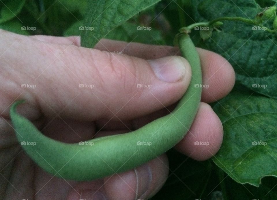 Bush Bean - Evening Inspection