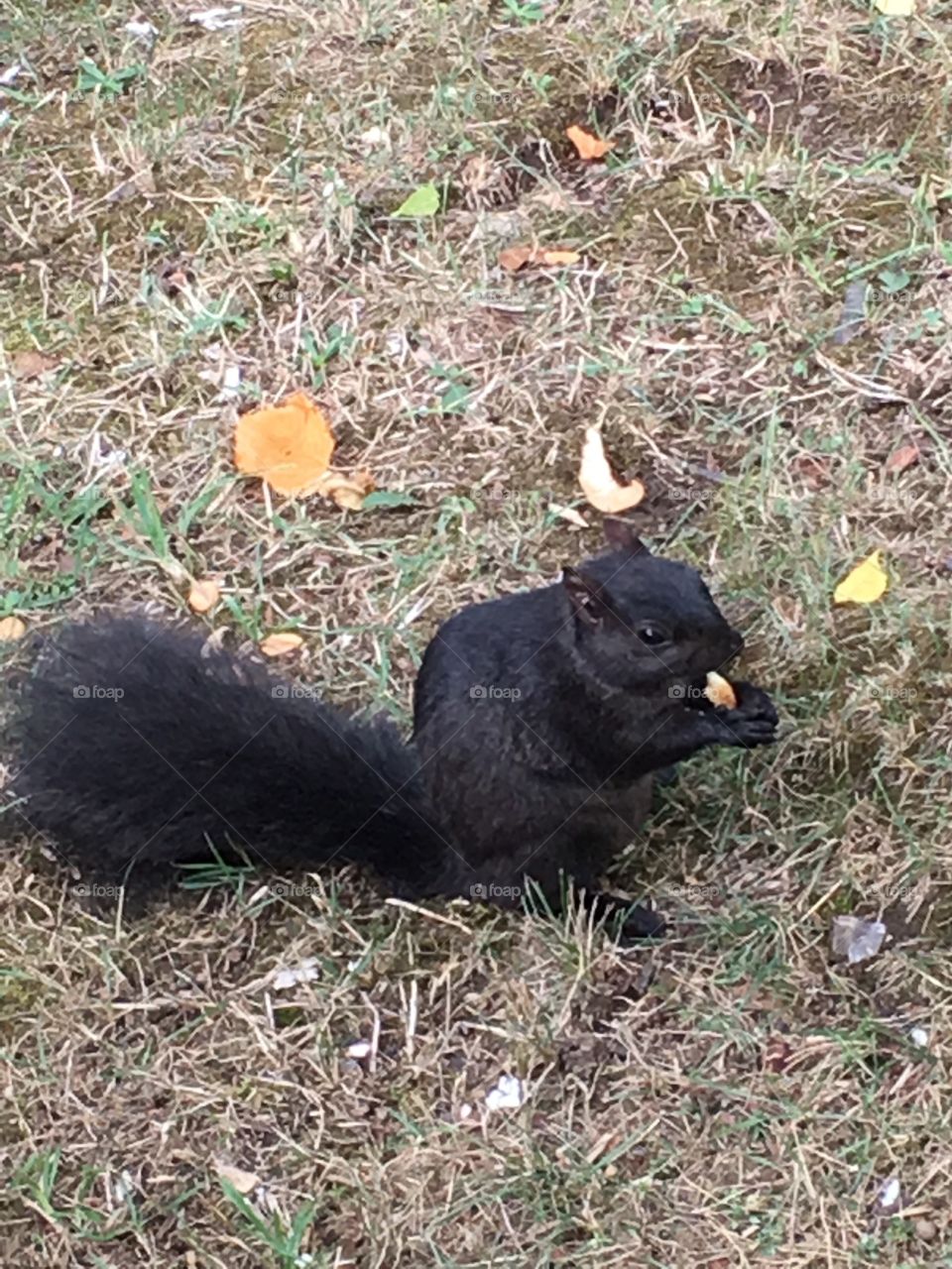 Black squirrel