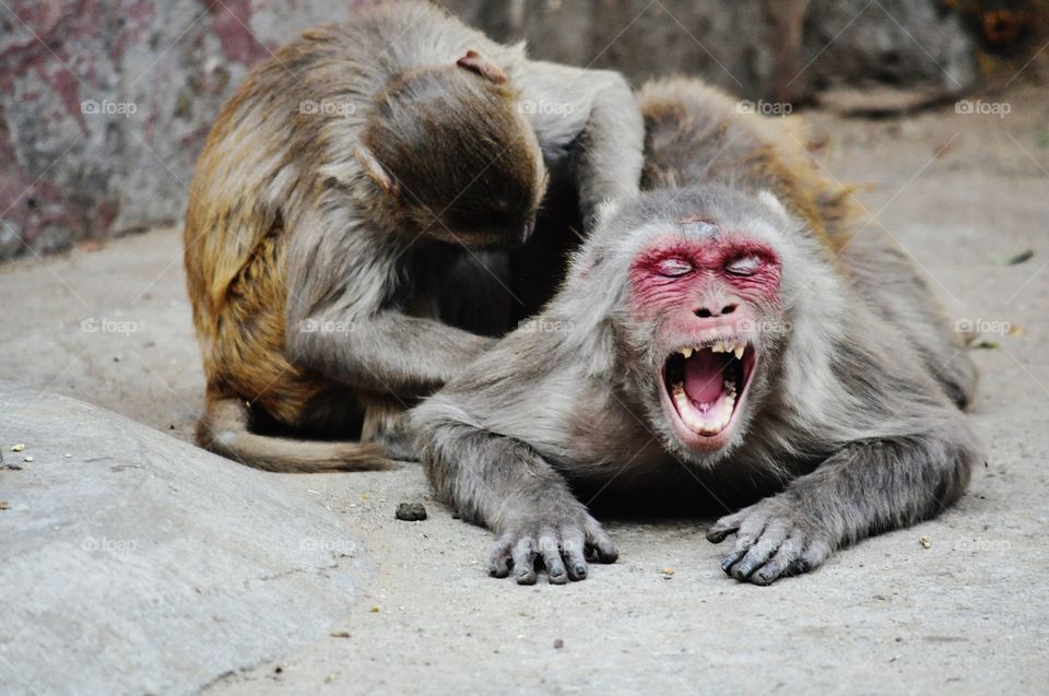 Monkey massage