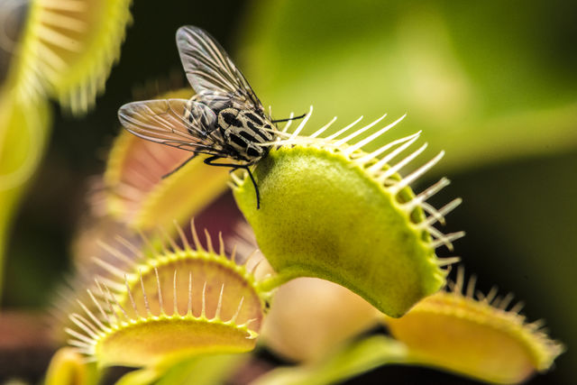 Insect perching on venus flytrap