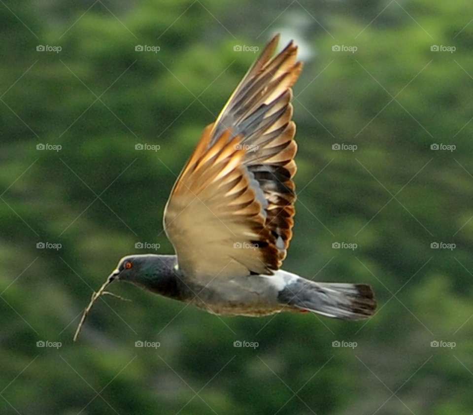 flying bird flight pigeon by lightanddrawing