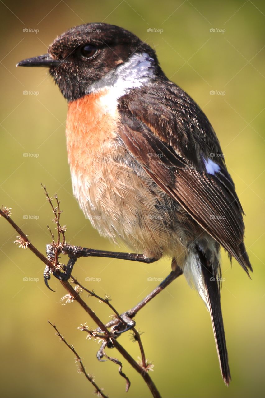 Stonechat (edit)