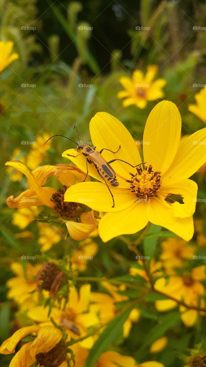 Soldier Beetle and Tickseed Sunflower