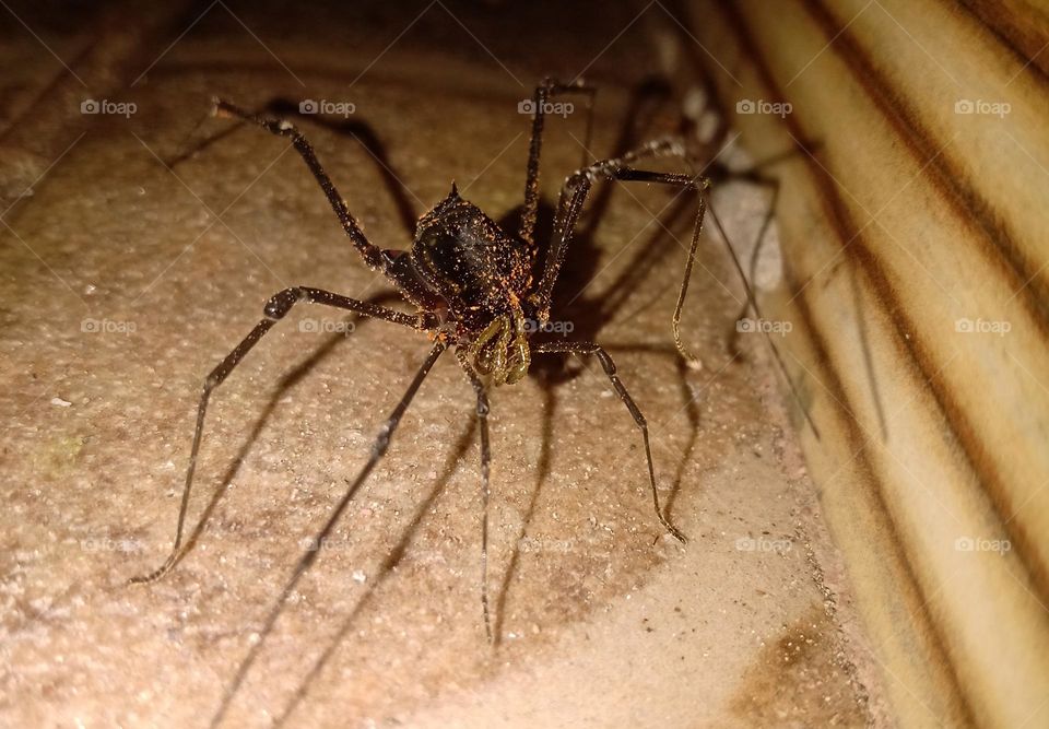 Os opiliões são um grupo de aracnídeos da Ordem Opiliones, contando com mais de 6000 espécies descritas em todo o mundo. ... São o terceiro grupo mais numeroso da classe Arachnida, atrás apenas de escorpiões e aranhas.