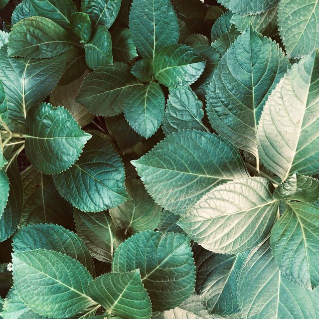 Stay green, stay fresh !