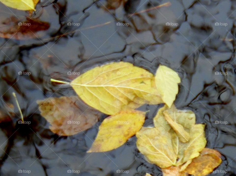 This is a picture of some leaves fallen from the tree in the autumn season and have landed in the creek water.