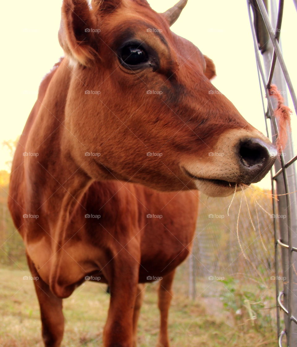 A brown cow chewing on some grass