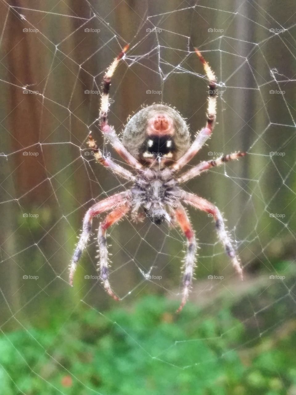 underside of a spider