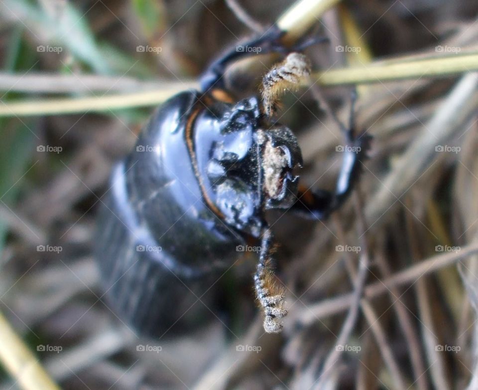 Black critter pinchers bug