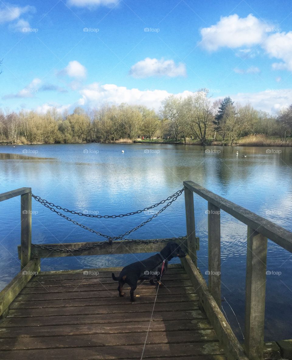 Springtime dog walk around Needham Lake