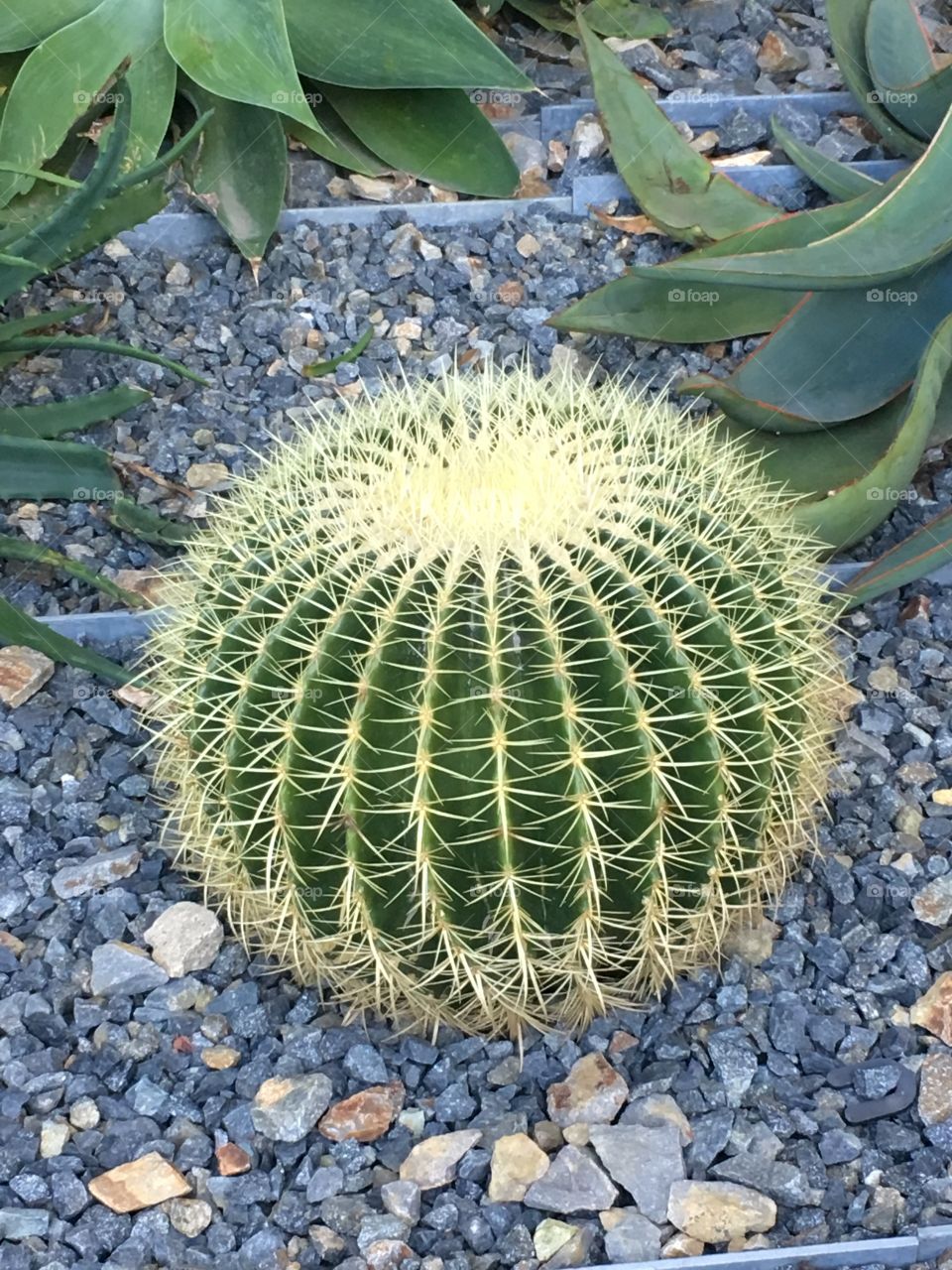 Cactus 