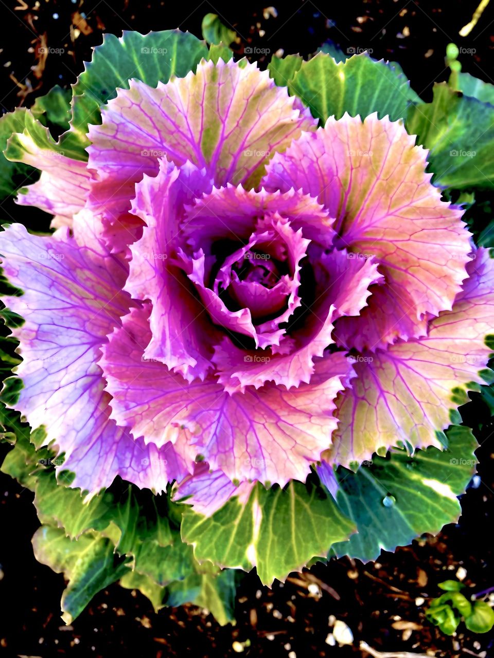 Ornamental Kale