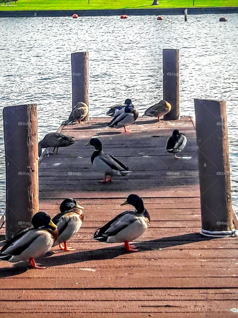 Water, Bird, Outdoors, Nature, No Person